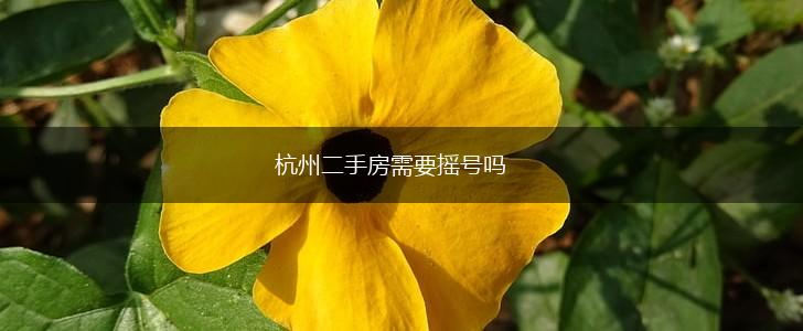 杭州二手房需要摇号吗,第1张