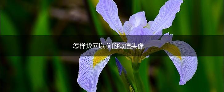 怎样找回以前的微信头像,第1张