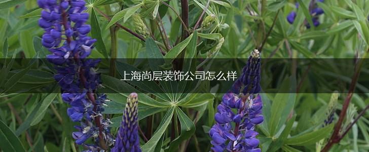 上海尚层装饰公司怎么样,第1张