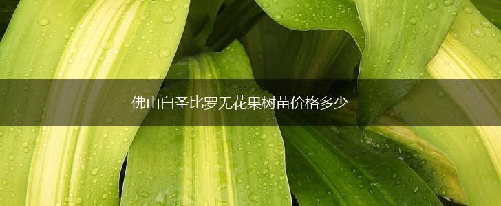 佛山白圣比罗无花果树苗价格多少,第1张