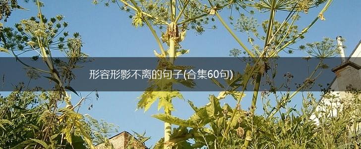 形容形影不离的句子(合集60句),第1张