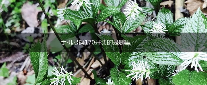 手机号码170开头的是哪里,第1张