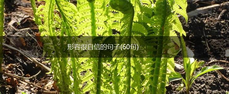 形容很自信的句子(60句),第1张