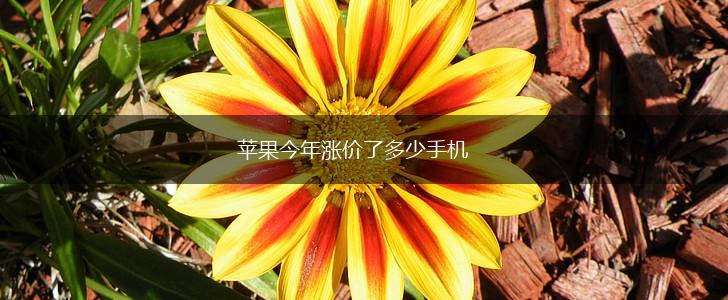 苹果今年涨价了多少手机,第1张
