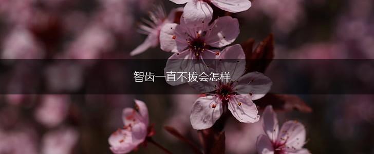 智齿一直不拔会怎样,第1张