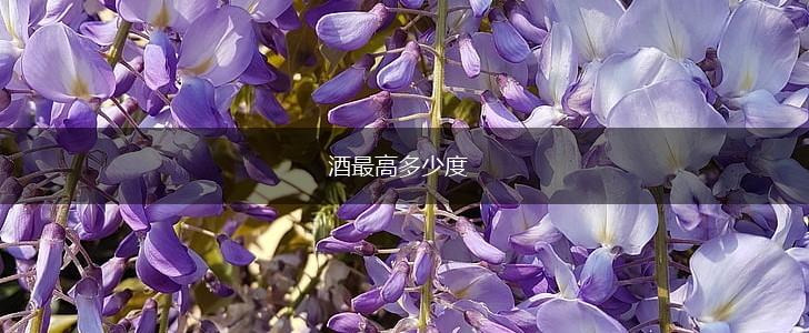 酒最高多少度,第1张
