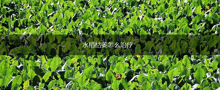 水稻枯萎怎么治疗,第1张