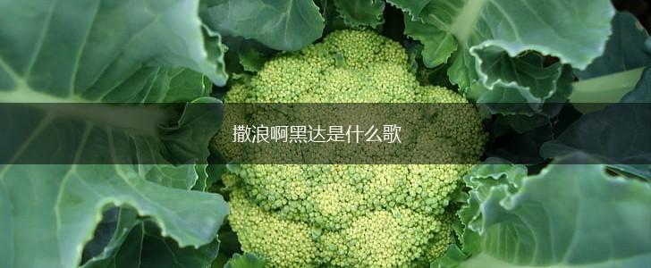 撒浪啊黑达是什么歌,第1张