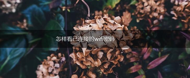 怎样看已连接的wifi密码,第1张
