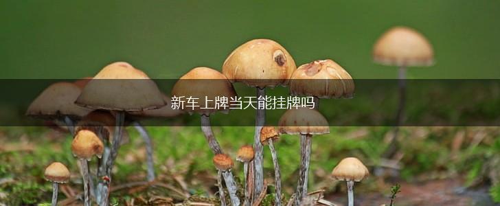 新车上牌当天能挂牌吗,第1张