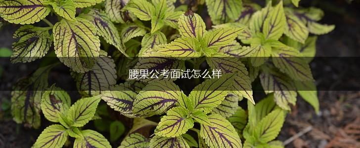 腰果公考面试怎么样,第1张