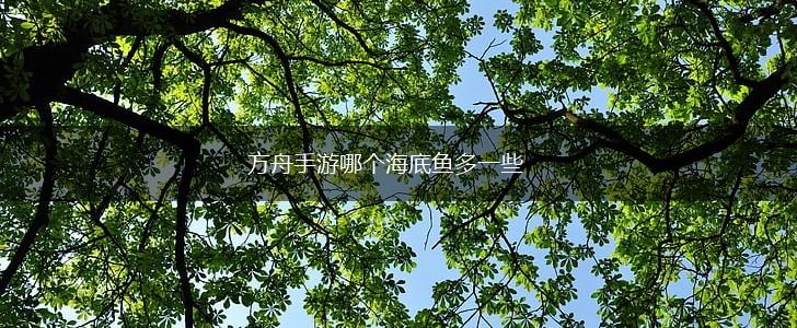 方舟手游哪个海底鱼多一些,第1张