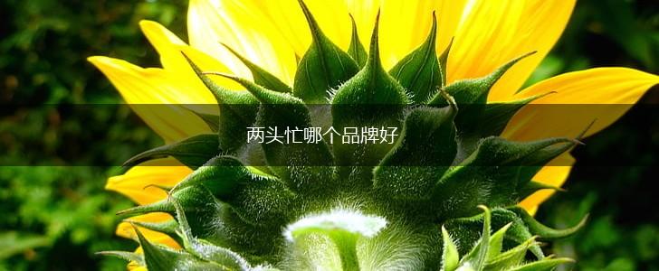 两头忙哪个品牌好,第1张