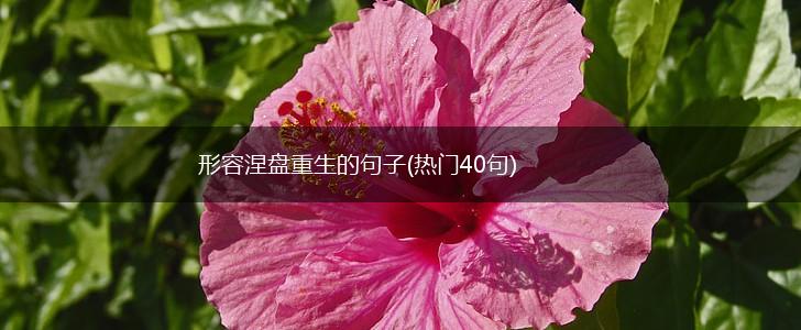 形容涅盘重生的句子(热门40句),第1张