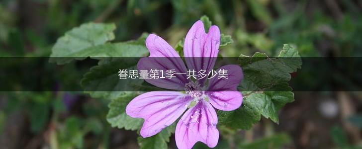 眷思量第1季一共多少集,第1张