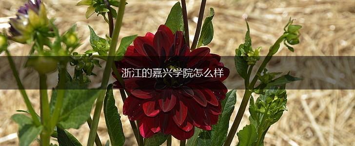 浙江的嘉兴学院怎么样,第1张
