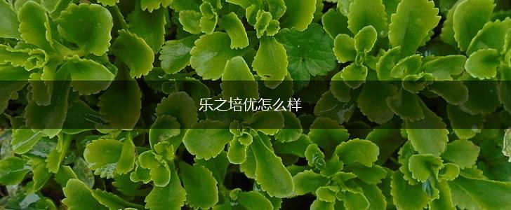 乐之培优怎么样,第1张