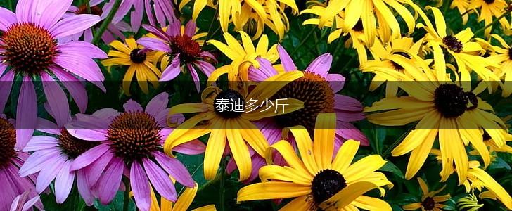 泰迪多少斤,第1张