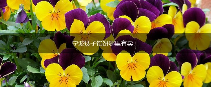 宁波矮子馅饼哪里有卖,第1张