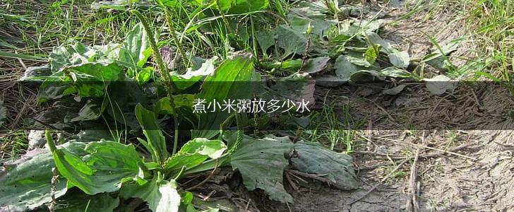 煮小米粥放多少水,第1张
