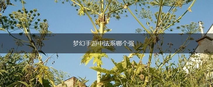梦幻手游中法系哪个强,第1张