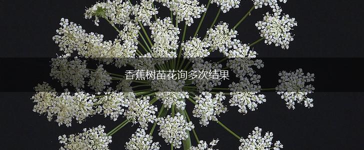 香蕉树苗花询多次结果,第1张