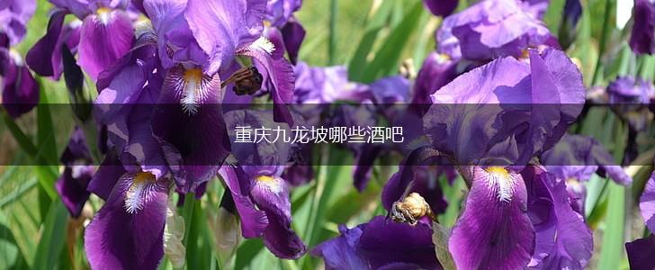 重庆九龙坡哪些酒吧,第1张