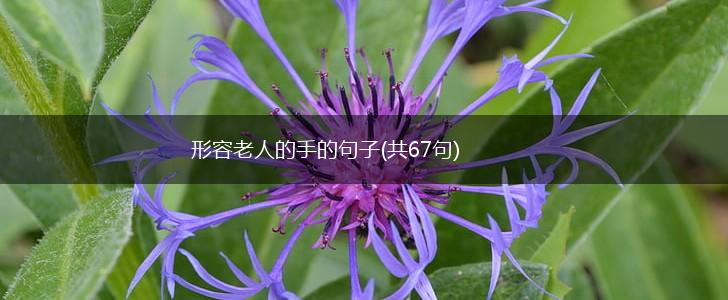 形容老人的手的句子(共67句),第1张