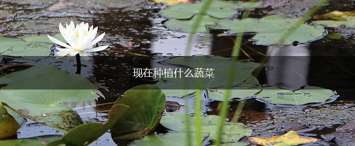 现在种植什么蔬菜,第1张