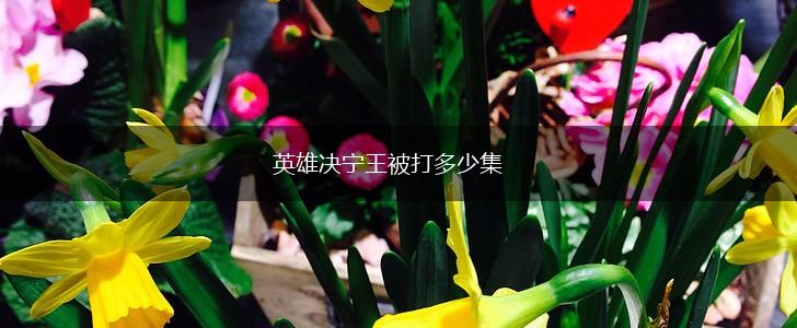 英雄决宁王被打多少集,第1张