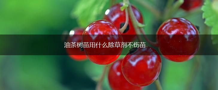 油茶树苗用什么除草剂不伤苗,第1张