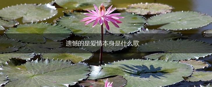 遗憾的是爱情本身是什么歌,第1张