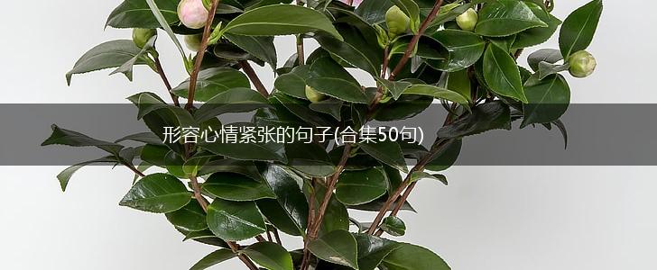 形容心情紧张的句子(合集50句),第1张