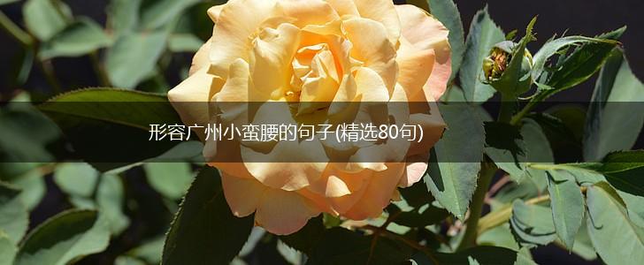 形容广州小蛮腰的句子(精选80句),第1张