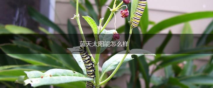 蓝天太阳能怎么样,第1张