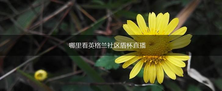 哪里看英格兰社区盾杯直播,第1张