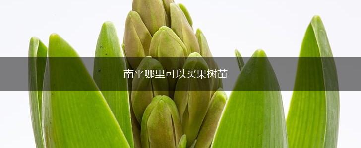 南平哪里可以买果树苗,第1张