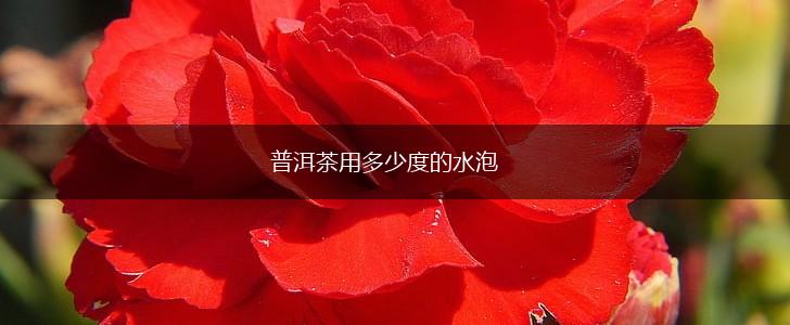 普洱茶用多少度的水泡,第1张