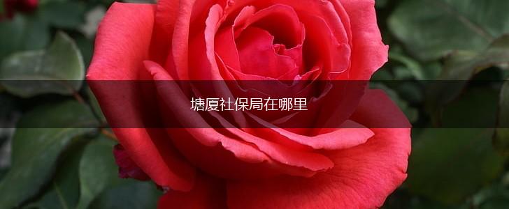 塘厦社保局在哪里,第1张