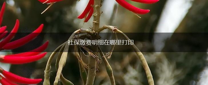 社保缴费明细在哪里打印,第1张