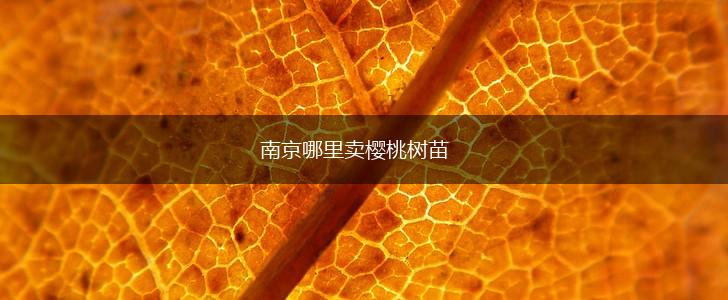 南京哪里卖樱桃树苗,第1张