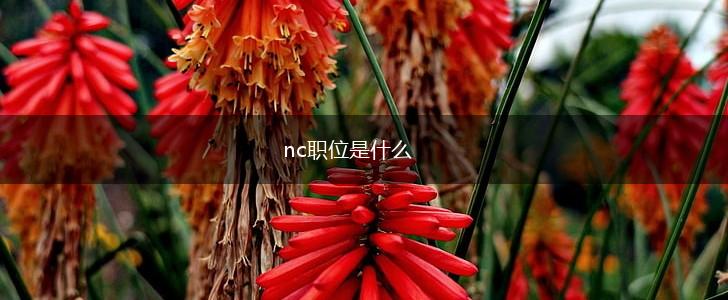 nc职位是什么,第1张