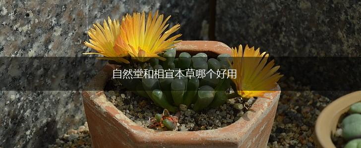 自然堂和相宜本草哪个好用,第1张