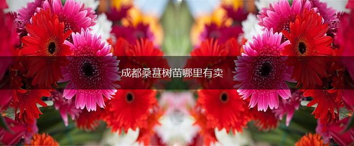 成都桑葚树苗哪里有卖,第1张