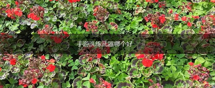 手游洗练武器哪个好,第1张