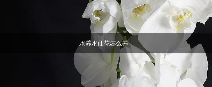 水养水仙花怎么养,第1张