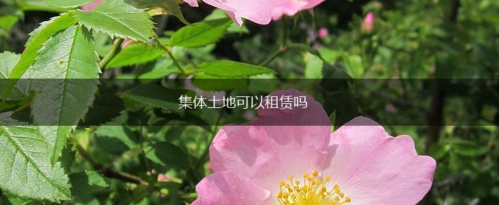 集体土地可以租赁吗,第1张