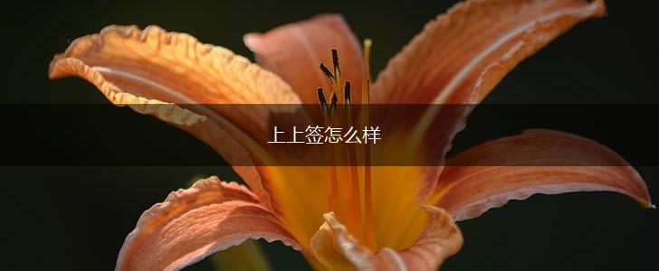 上上签怎么样,第1张