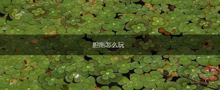 胆拖怎么玩,第1张