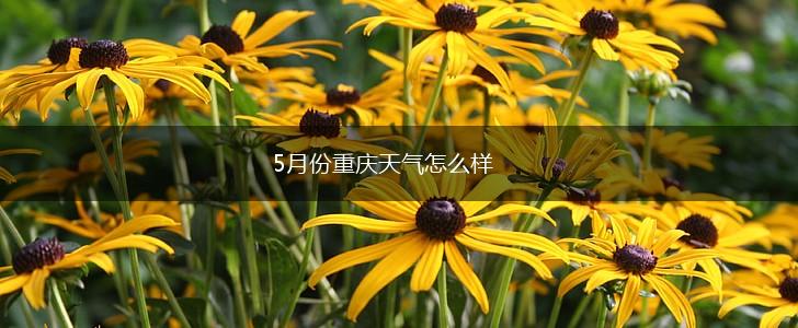 5月份重庆天气怎么样,第1张